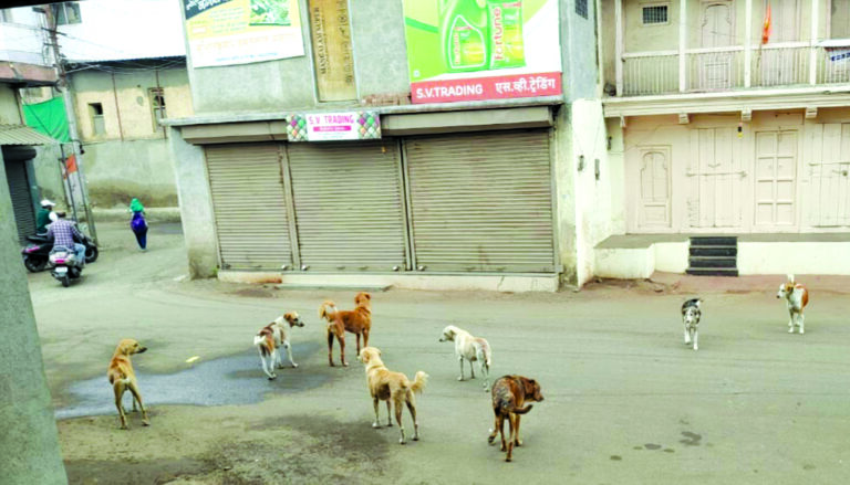 शहरातील मुख्य बाजारपेठेत मोकाट कुत्र्यांचा सुळसुळाट